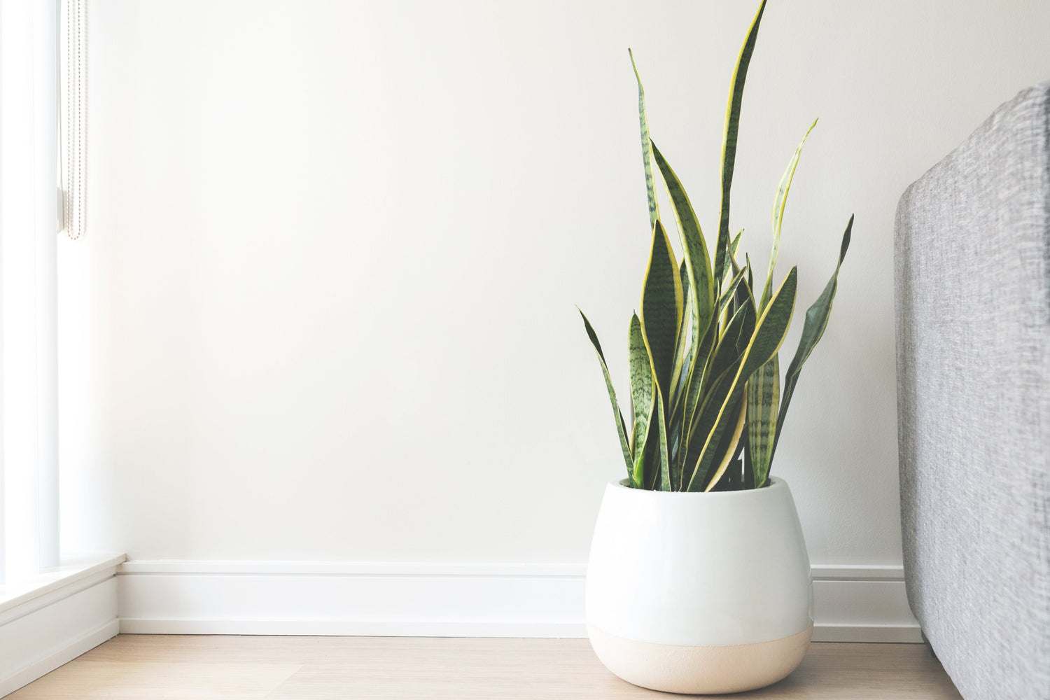PLANTE ARTIFICIELLE