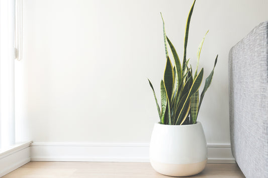 Plante Artificielle